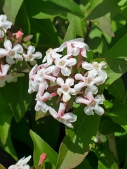 Zabelia mosanensis