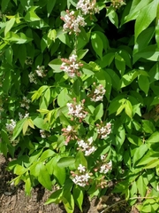 Zabelia mosanensis