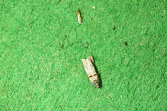 Trachonitis cristella