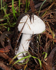 Amanita farinacea