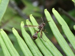 Ropalidia hongkongensis
