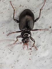 Limodromus
