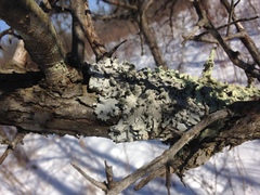 Parmotrema gardneri