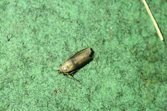 Sciota fumella