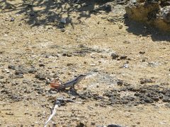 Leiocephalus lunatus