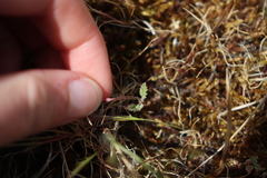 Erodium cicutarium dunense