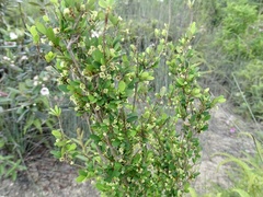 Phyllanthus cochinchinensis