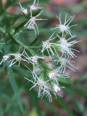 Eupatorium × pinnatifidum