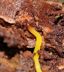 Fletchamia mediolineata