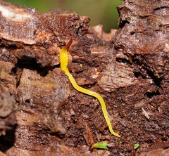 Fletchamia mediolineata