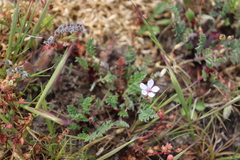 Erodium cicutarium dunense
