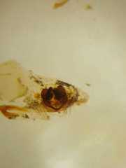 Parasteatoda merapiensis