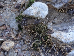 Selaginella eremophila
