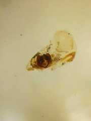 Parasteatoda merapiensis