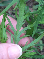 Eupatorium × pinnatifidum