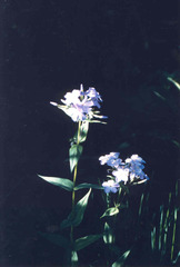 Phlox idahonis