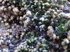 Selaginella eremophila