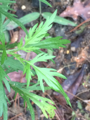 Eupatorium × pinnatifidum