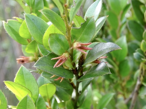 Diospyros vaccinioides