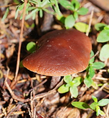 Lentinellus tasmanicus