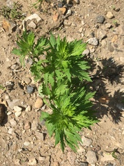 Artemisia vulgaris
