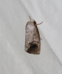 Westermannia pangolina