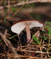 Lentinellus tasmanicus