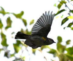 Setophaga coronata coronata