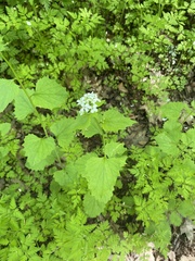 Alliaria petiolata