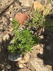 Galium mollugo