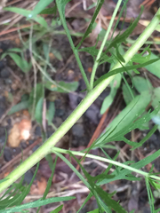 Eupatorium × pinnatifidum