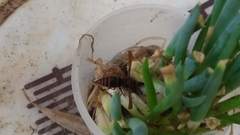 Orancistrocerus drewseni