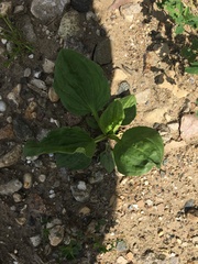 Plantago major