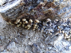 Selaginella eremophila