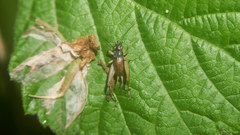 Trigonidium japonicum