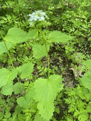Alliaria petiolata