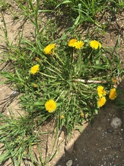 Taraxacum officinale