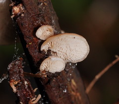 Lentinellus pulvinulus