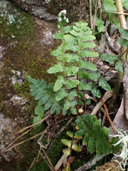 Asplenium cordatum
