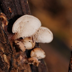 Lentinellus pulvinulus