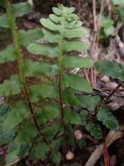 Asplenium cordatum