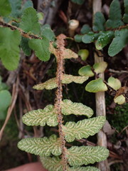 Asplenium cordatum
