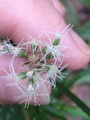 Eupatorium × pinnatifidum