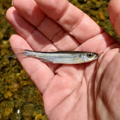 Notropis telescopus