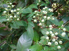 Causonis japonica
