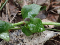 Crassula sarmentosa