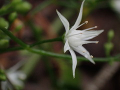 Crassula sarmentosa