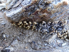 Selaginella eremophila