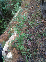 Eupatorium × pinnatifidum