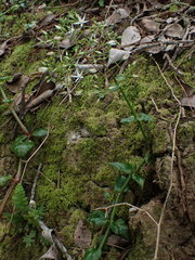 Crassula sarmentosa